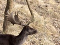 Male Follow Deer head.