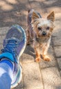 Male foot in trainer and a small dog
