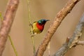 Bird,Fork-tailed Sunbird Royalty Free Stock Photo