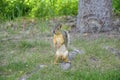 Male fox squirrel standing on it`s hind legs looking at camera Royalty Free Stock Photo