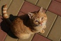 Male foxy stripy sick cat on red and yellow ile stones with abscess disease on his right eye, looking up. Royalty Free Stock Photo