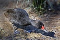 A Male Freckled Duck, Stictonetta naevosa, aggressive