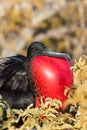 Male Frigate Bird Royalty Free Stock Photo