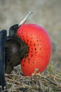 Male frigate bird displays with inflated gular pouch, Genovesa Island, Galapagos Royalty Free Stock Photo