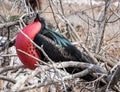 A male Galapagos frigate bird inflates his gular pouch Royalty Free Stock Photo