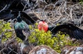 A male Galapagos frigate bird inflates his gular pouch Royalty Free Stock Photo