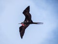A male frigate bird flies with his bright red gular pouch deflated Royalty Free Stock Photo