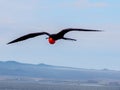 A male frigate bird flies with his bright red gular pouch inflated Royalty Free Stock Photo