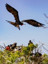 Male frigate bird flies over treetop Royalty Free Stock Photo