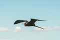 A Male Frigate Bird in Flight Royalty Free Stock Photo