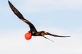 A male Frigate bird in full breeding plumage in flight