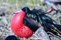 Male Frigate bird in full breeding plumage