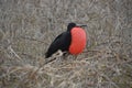 Male Frigate Bird from Galapagos Royalty Free Stock Photo