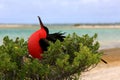 Male great frigatebird is looking for a female Royalty Free Stock Photo