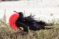 Male frigate bird on a nest Royalty Free Stock Photo