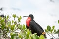 Male frigate bird