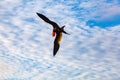 Male frigate in full flight Royalty Free Stock Photo