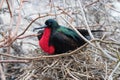 Galapagos Islands Wildlife with Rare Birds