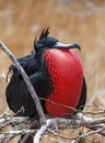 Male Frigatebird Portrait, Galapagos Islands, Ecuador. Royalty Free Stock Photo