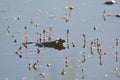 A male frog singing in the lake. Royalty Free Stock Photo