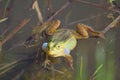 The male frogs inflating bags-resonators during mating