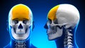Male Frontal Bone Skull Anatomy - blue concept