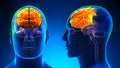 Male Frontal Lobe Brain Anatomy - blue concept Royalty Free Stock Photo