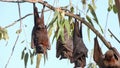 male fruit bats roosting at katherine gorge