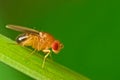 Male fruit fly on a blade of grass macro Royalty Free Stock Photo