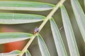 Male fruit fly on a blade of palm leaf macro shot, leaf and fly background Royalty Free Stock Photo