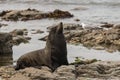 Male fur seal basking Royalty Free Stock Photo