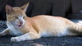 A male Furious and aggressive cat portrait with a black background. Grey cat lying on the road