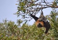Male Fying Fox (Fruit Bat) hanging from a tree Royalty Free Stock Photo