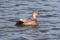 Male Gadwall Royalty Free Stock Photo