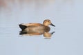 Male Gadwall Royalty Free Stock Photo