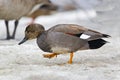 A Male Gadwall, Anas strepera, in winter Royalty Free Stock Photo