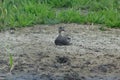 Male Gadwall Duck on the banks Royalty Free Stock Photo