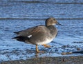 Male gadwall dabbling duck standing in shallow water below the spillway of White Rock Lake in Dallas, Texas.