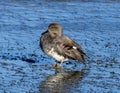 Male gadwall dabbling duck standing in shallow water below the spillway of White Rock Lake in Dallas, Texas.