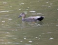 Male gadwall dabbling duck swimming in the water of White Rock Lake in Dallas, Texas.