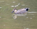 Male gadwall dabbling duck swimming in the water of White Rock Lake in Dallas, Texas.