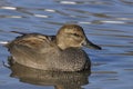Male Gadwall duck Royalty Free Stock Photo