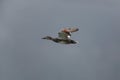 Male gadwall duck Anas strepera in flight Royalty Free Stock Photo