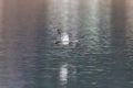 Male gadwall duck Anas strepera flying Royalty Free Stock Photo