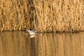 Male gadwall duck anas strepera flying past reed belt in morning light Royalty Free Stock Photo