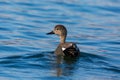 Male gadwall duck anas strepera swimming in blue water in suns Royalty Free Stock Photo