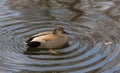 Male Gadwall duck Royalty Free Stock Photo