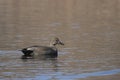 Male Gadwall Duck with beautiful Plumage Royalty Free Stock Photo