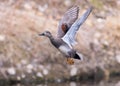 Male Gadwall Duck in Breeding Color Royalty Free Stock Photo