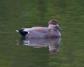 Male Gadwall Duck Royalty Free Stock Photo